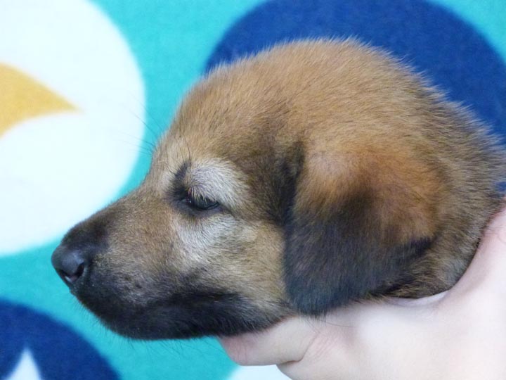 chinook puppy